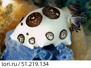 Nudibranch feeding on blue sponge. VW Pics/Stocktrek Images/TASS. Стоковое фото, агентство ТАСС / Фотобанк Лори