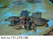 Group of green sea turtles copulate in the tank at the Sea Life Park, Oahu, Hawaii. VW Pics/Stocktrek Images/TASS. Стоковое фото, агентство ТАСС / Фотобанк Лори
