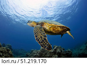 A green sea turtle, Chelonia mydas, Ko'olina, Oahu, Hawaii, North Pacific. VW Pics/Stocktrek Images/TASS. Стоковое фото, агентство ТАСС / Фотобанк Лори
