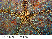 Cushion star, Culcita novaeguineae. VW Pics/Stocktrek Images/TASS. Стоковое фото, агентство ТАСС / Фотобанк Лори