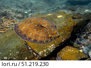 Flounder, Bothus lunatus, Brazil. VW Pics/Stocktrek Images/TASS. Стоковое фото, агентство ТАСС / Фотобанк Лори