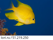 Golden damselfish, side view, Fiji. Terry Moore/Stocktrek Images/TASS. Стоковое фото, агентство ТАСС / Фотобанк Лори
