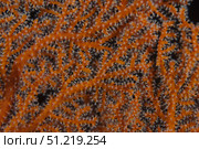 Close-up of gorgonian sea fan polyps feeding. Terry Moore/Stocktrek Images/TASS. Стоковое фото, агентство ТАСС / Фотобанк Лори