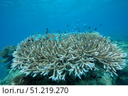 Stony corals in Beqa Lagoon, Fiji. Terry Moore/Stocktrek Images/TASS. Стоковое фото, агентство ТАСС / Фотобанк Лори