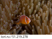 Pink anemonefish in its host anenome, Fiji. Terry Moore/Stocktrek Images/TASS. Стоковое фото, агентство ТАСС / Фотобанк Лори