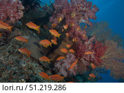 Scalefin anthias fish in Beqa Lagoon, Fiji. Terry Moore/Stocktrek Images/TASS. Стоковое фото, агентство ТАСС / Фотобанк Лори