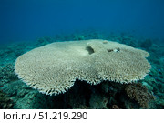 Plate coral in Beqa Lagoon, Fiji. Terry Moore/Stocktrek Images/TASS. Стоковое фото, агентство ТАСС / Фотобанк Лори