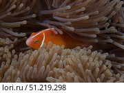 Pink anemonefish in its host anenome, Fiji. Terry Moore/Stocktrek Images/TASS. Стоковое фото, агентство ТАСС / Фотобанк Лори