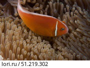Pink anemonefish in its host anenome, Fiji. Terry Moore/Stocktrek Images/TASS. Стоковое фото, агентство ТАСС / Фотобанк Лори
