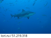 A large bull shark at The Bistro dive site in Fiji. Terry Moore/Stocktrek Images/TASS. Стоковое фото, агентство ТАСС / Фотобанк Лори