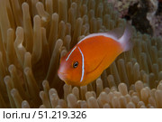 Pink anemonefish in its host anenome, Fiji. Terry Moore/Stocktrek Images/TASS. Стоковое фото, агентство ТАСС / Фотобанк Лори