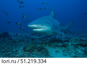 A large bull shark at The Bistro dive site in Fiji. Terry Moore/Stocktrek Images/TASS. Стоковое фото, агентство ТАСС / Фотобанк Лори