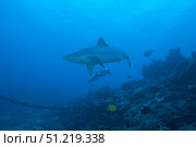 Silvertip shark at The Bistro Dive site in Fiji. Terry Moore/Stocktrek Images/TASS. Стоковое фото, агентство ТАСС / Фотобанк Лори