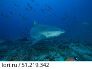 A large bull shark at The Bistro dive site in Fiji. Terry Moore/Stocktrek Images/TASS. Стоковое фото, агентство ТАСС / Фотобанк Лори
