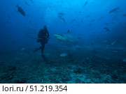 Scuba diver and silvertip shark at The Bistro Dive site in Fiji. Terry Moore/Stocktrek Images/TASS. Стоковое фото, агентство ТАСС / Фотобанк Лори