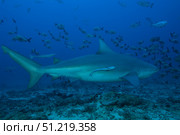 A large bull shark at The Bistro dive site in Fiji. Terry Moore/Stocktrek Images/TASS. Стоковое фото, агентство ТАСС / Фотобанк Лори
