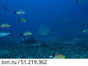 A large bull shark at The Bistro dive site in Fiji. Terry Moore/Stocktrek Images/TASS. Стоковое фото, агентство ТАСС / Фотобанк Лори