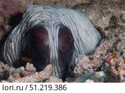 An inquisitive octopus in a Fijian reef. Terry Moore/Stocktrek Images/TASS. Стоковое фото, агентство ТАСС / Фотобанк Лори