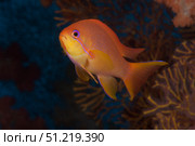 Scalefin anthias fish Beqa Lagoon, Fiji. Terry Moore/Stocktrek Images/TASS. Стоковое фото, агентство ТАСС / Фотобанк Лори