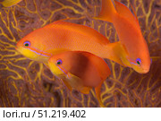 Scalefin anthias fish Beqa Lagoon, Fiji. Terry Moore/Stocktrek Images/TASS. Стоковое фото, агентство ТАСС / Фотобанк Лори