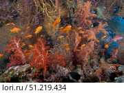 Schooling scalefin anthias fish and soft corals of Beqa Lagoon, Fiji. Terry Moore/Stocktrek Images/TASS. Стоковое фото, агентство ТАСС / Фотобанк Лори