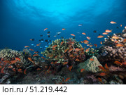 Schooling anthias fish and healthy corals of Beqa Lagoon, Fiji. Terry Moore/Stocktrek Images/TASS. Стоковое фото, агентство ТАСС / Фотобанк Лори