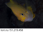 Golden damselfish, Fiji. Terry Moore/Stocktrek Images/TASS. Стоковое фото, агентство ТАСС / Фотобанк Лори