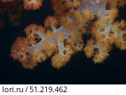 Close-up of tree coral on a Fijian reef. Terry Moore/Stocktrek Images/TASS. Стоковое фото, агентство ТАСС / Фотобанк Лори