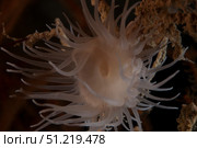Cup coral polyps hang under a ledge on a reef in Fiji. Terry Moore/Stocktrek Images/TASS. Стоковое фото, агентство ТАСС / Фотобанк Лори