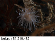 Cup coral polyps hang under a ledge on a reef in Fiji. Terry Moore/Stocktrek Images/TASS. Стоковое фото, агентство ТАСС / Фотобанк Лори