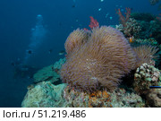Diver swims past a large sea anenome on a Fijian reef. Terry Moore/Stocktrek Images/TASS. Стоковое фото, агентство ТАСС / Фотобанк Лори
