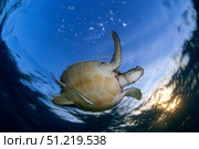 Green sea turtle (Chelonia mydas) in Akumal bay, Mexico. VW Pics/Stocktrek Images/TASS. Стоковое фото, агентство ТАСС / Фотобанк Лори