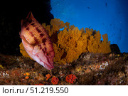 Mexican hogfish (Bodianus diplotaenia) and sea fan, Pacific Ocean, Mexico. VW Pics/Stocktrek Images/TASS. Стоковое фото, агентство ТАСС / Фотобанк Лори