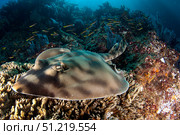 Banded guitarfish (Zapteryx exasperata), Sea of Cortez, Baja California, Mexico. VW Pics/Stocktrek Images/TASS. Стоковое фото, агентство ТАСС / Фотобанк Лори