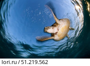 Green sea turtle (Chelonia mydas) in Akumal bay, Mexico. VW Pics/Stocktrek Images/TASS. Стоковое фото, агентство ТАСС / Фотобанк Лори