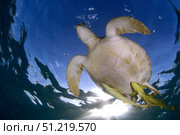 Green sea turtle (Chelonia mydas) in Akumal bay, Mexico. VW Pics/Stocktrek Images/TASS. Стоковое фото, агентство ТАСС / Фотобанк Лори
