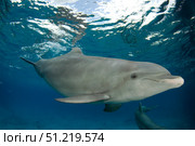 Bottlenose dolphin (Tursiops truncatus), Cozumel, Mexico. VW Pics/Stocktrek Images/TASS. Стоковое фото, агентство ТАСС / Фотобанк Лори
