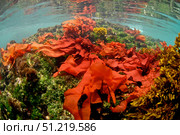 Red algae underwater, Punta Moreno, Isabela Island. Galapagos. VW Pics/Stocktrek Images/TASS (2017 год). Стоковое фото, агентство ТАСС / Фотобанк Лори