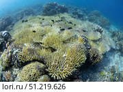 Coral bleaching of a shallow hard coral reef with large patches of dying coral. VW Pics/Stocktrek Images/TASS. Стоковое фото, агентство ТАСС / Фотобанк Лори