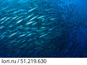Schooling chevron barracuda. VW Pics/Stocktrek Images/TASS. Стоковое фото, агентство ТАСС / Фотобанк Лори