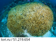 Hard coral in the midst of bleaching, Komodo National Park, Indonesia. VW Pics/Stocktrek Images/TASS. Стоковое фото, агентство ТАСС / Фотобанк Лори