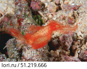 Hairy ghost pipefish imitates red algae found on coral rubble, Australia. VW Pics/Stocktrek Images/TASS. Стоковое фото, агентство ТАСС / Фотобанк Лори