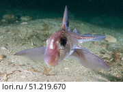 An adult spotted ratfish over silty sea bed in Dillon Rock, Canada. VW Pics/Stocktrek Images/TASS. Стоковое фото, агентство ТАСС / Фотобанк Лори