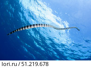 A banded sea snake rises to the surface. VW Pics/Stocktrek Images/TASS. Стоковое фото, агентство ТАСС / Фотобанк Лори