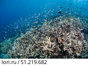 Shallow coral reef in Bunaken Marine Park, North Sulawesi, Indonesia. VW Pics/Stocktrek Images/TASS. Стоковое фото, агентство ТАСС / Фотобанк Лори