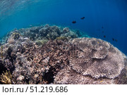 Shallow coral reef in Bunaken Marine Park, North Sulawesi, Indonesia. VW Pics/Stocktrek Images/TASS. Стоковое фото, агентство ТАСС / Фотобанк Лори
