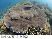 A shallow hard coral garden in Komodo National Park, Indonesia. VW Pics/Stocktrek Images/TASS. Стоковое фото, агентство ТАСС / Фотобанк Лори