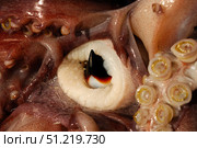 The beak on a humboldt squid, Sea of Cortez, Mexico. VW Pics/Stocktrek Images/TASS. Стоковое фото, агентство ТАСС / Фотобанк Лори