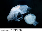 Moon jellyfish (Aurelia aurita). VW Pics/Stocktrek Images/TASS. Стоковое фото, агентство ТАСС / Фотобанк Лори