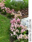 Pink Astilbe Arendsii is a hybrid flower of the Saxifragaceae family. Стоковое фото, фотограф Володина Ольга / Фотобанк Лори